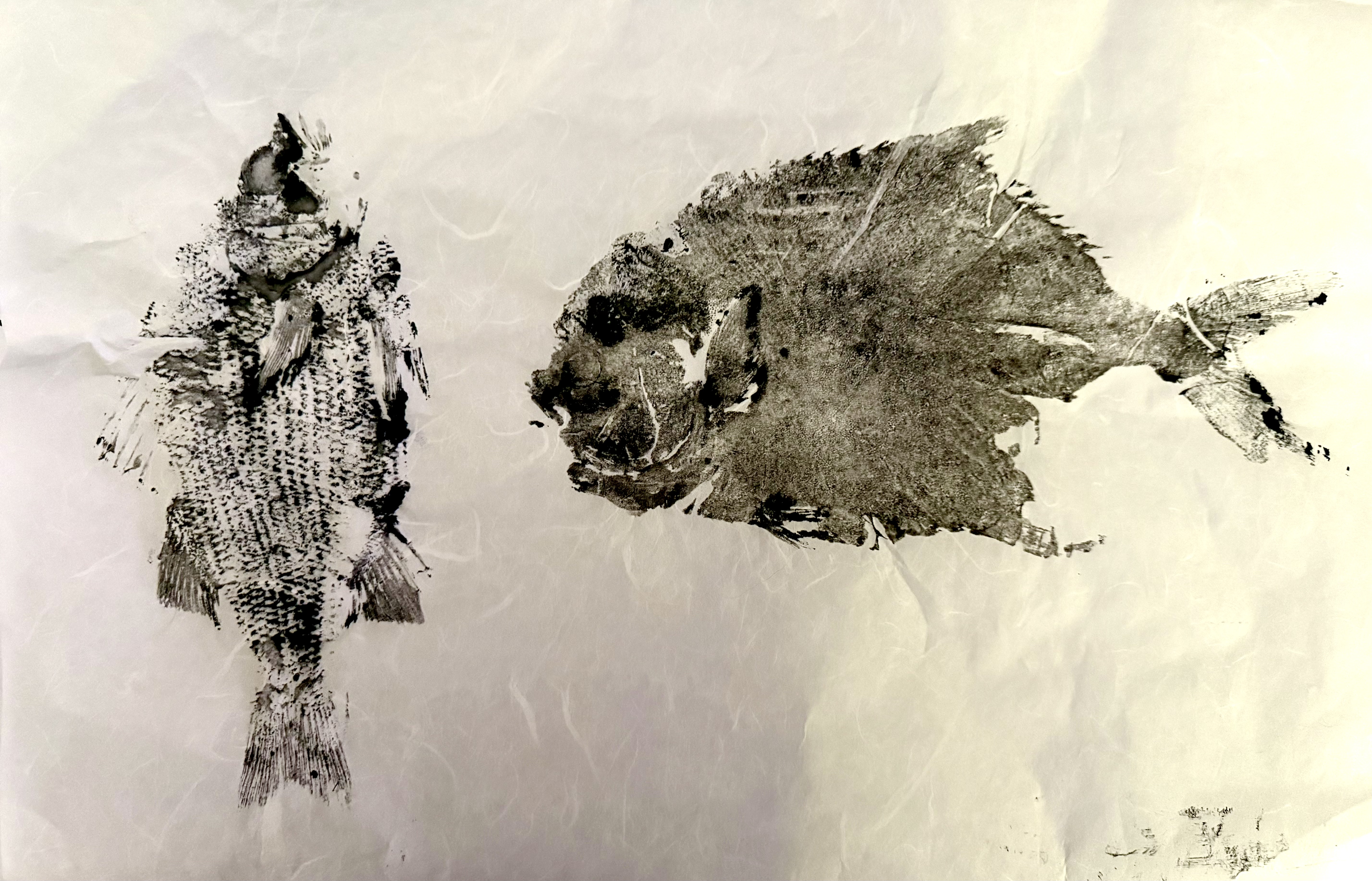 two gyotaku prints, one scaled fish and one nonscaled