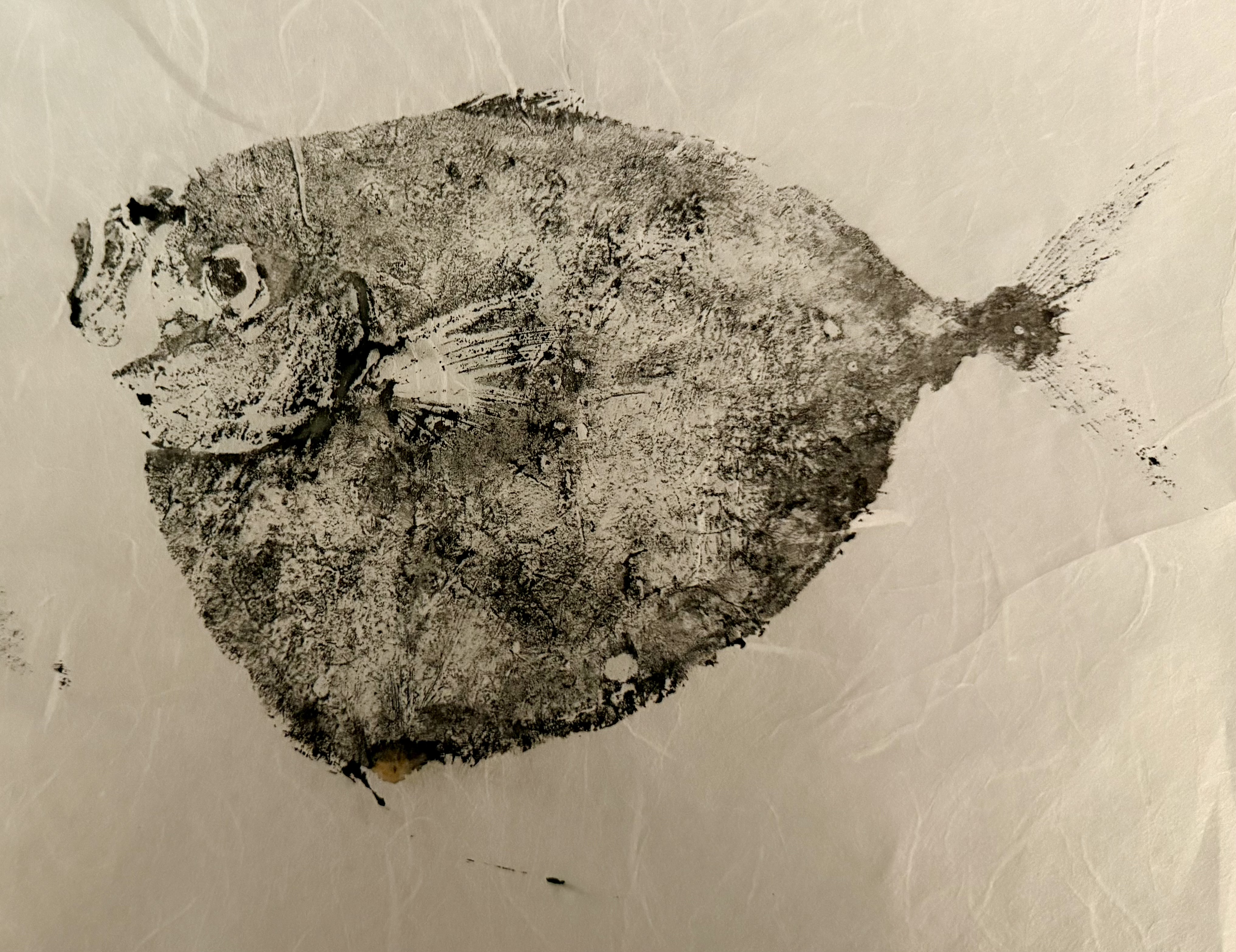 Another gyotaku print of the same fish, this time with slightly more detail