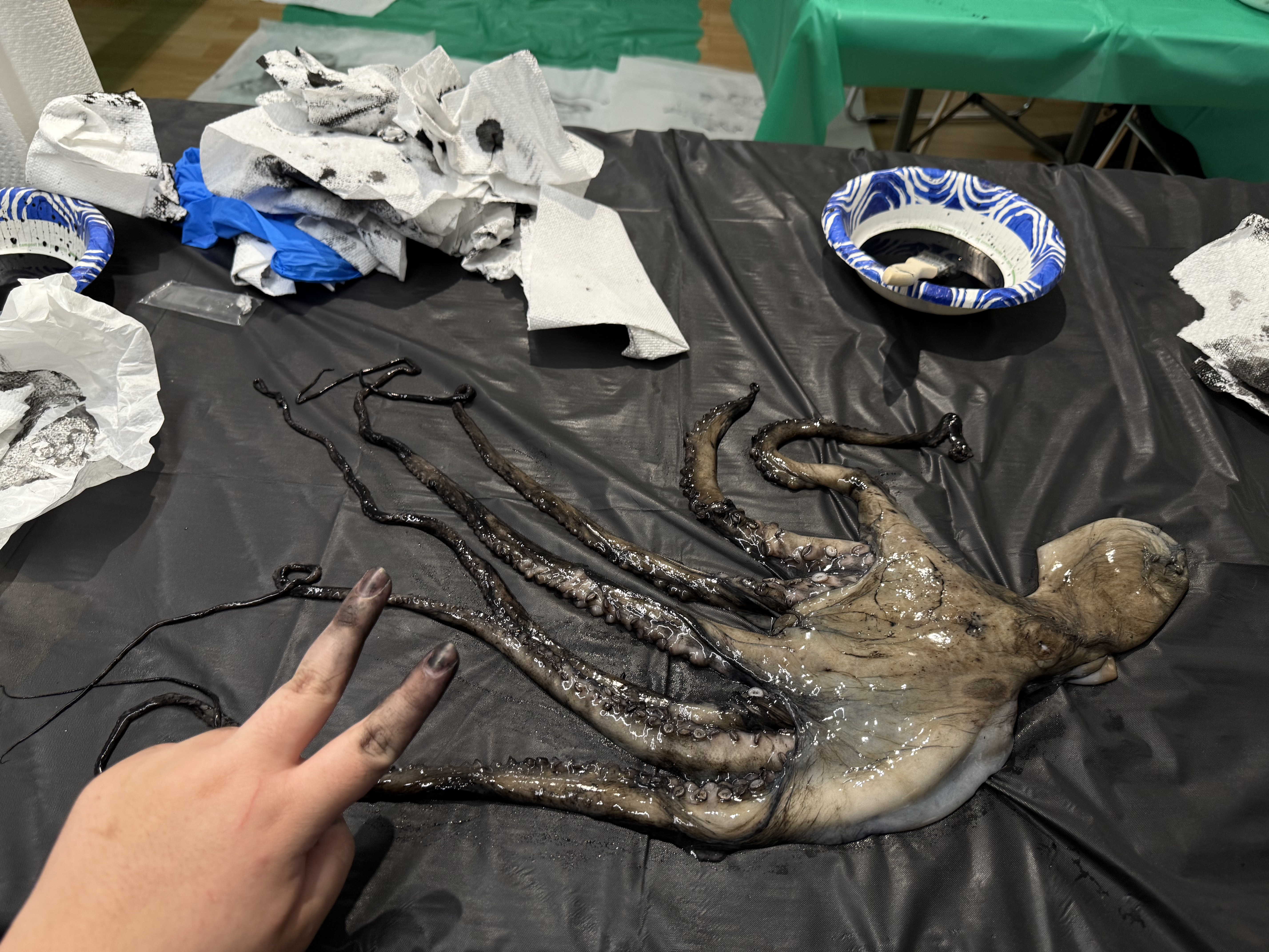 The octopus gyotaku in progress. Specifically right after the body has been inked and posed.